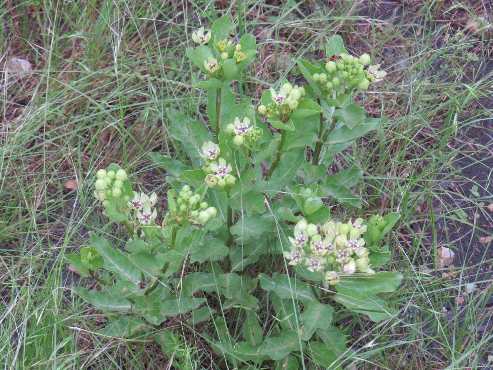 صورة Asclepias viridis Walt.