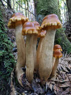 Pholiota malicola (Kauffman) A. H. Sm. 1934 resmi