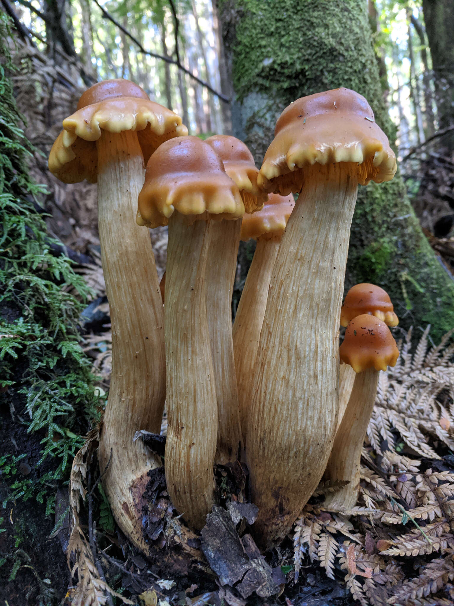 Pholiota malicola (Kauffman) A. H. Sm. 1934 resmi