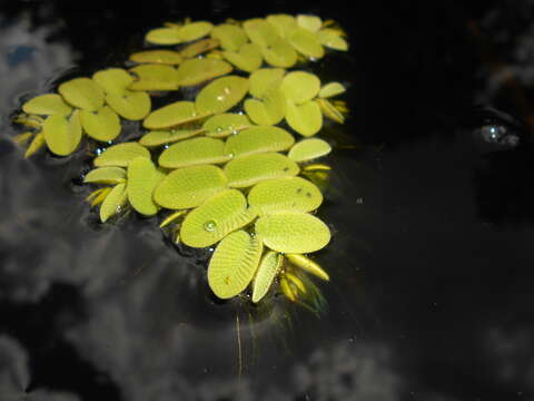 Image of floating watermoss