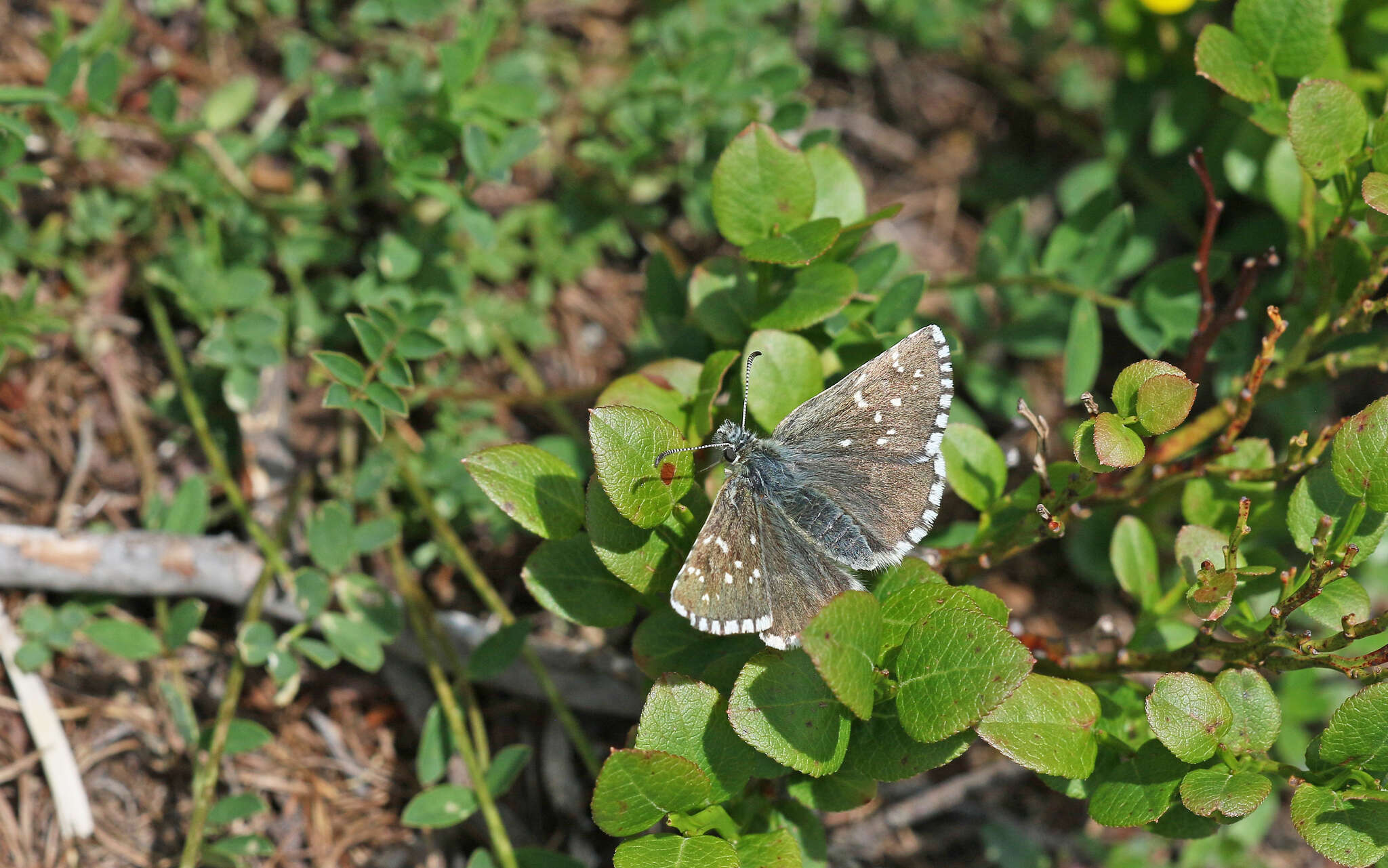 Image of Dusky Grizzled Skipper