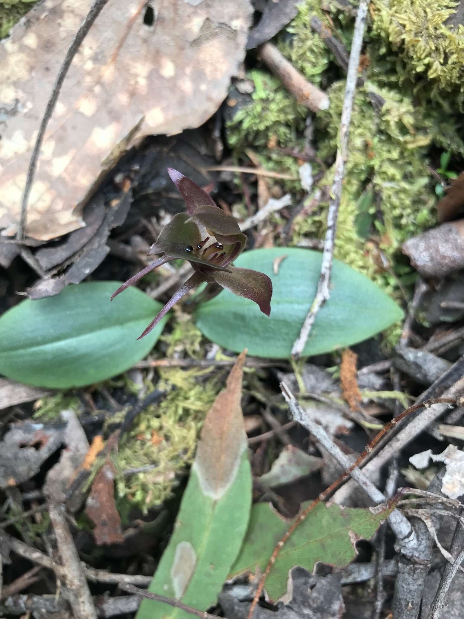 Image of Three-horned bird orchid