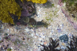 Image of Clouded rainbow fish