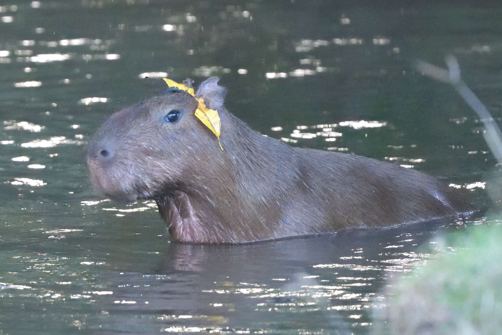 Image of Lesser Capybara