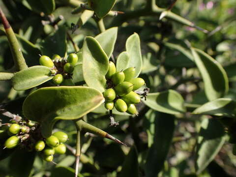 Image of Carissa haematocarpa (Eckl.) A. DC.