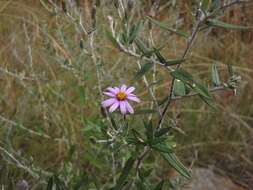 Image of Athrixia phylicoides DC.