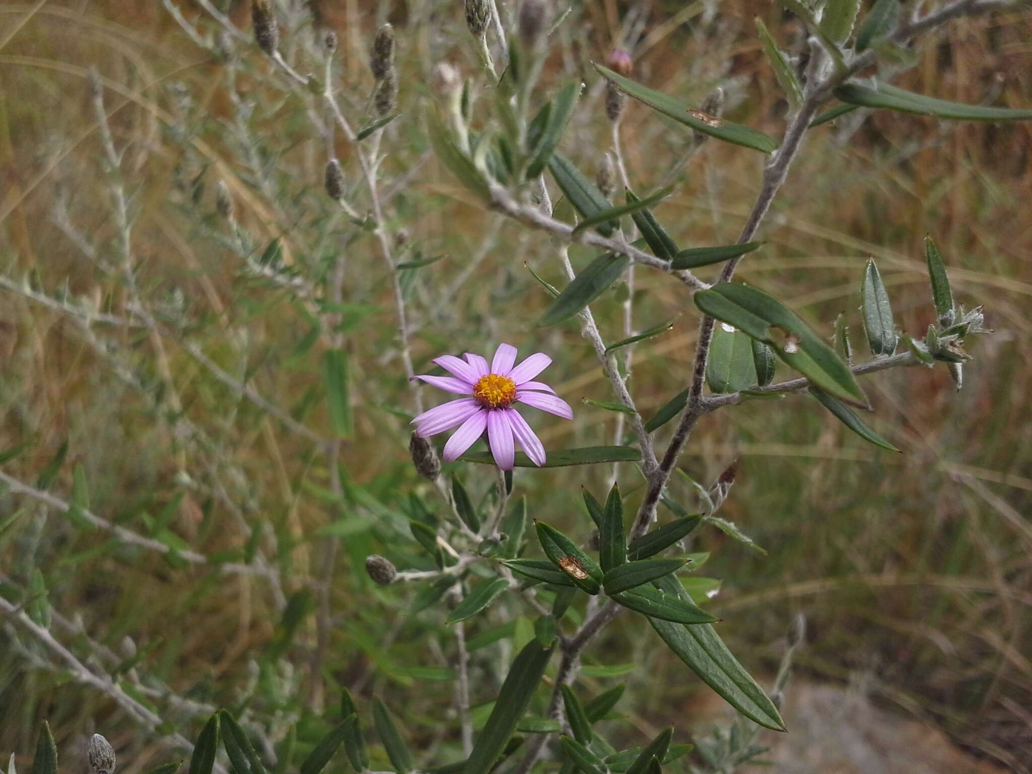 Image of Athrixia phylicoides DC.