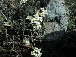 Image of Draba gilliesii Hook. & Arn.