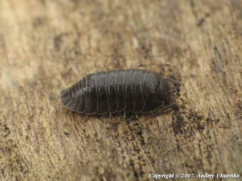 Image of Armadillidium pallasii Brandt 1833