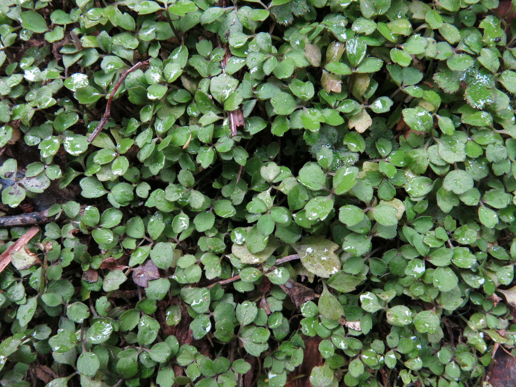 Image of Azorella hookeri Drude