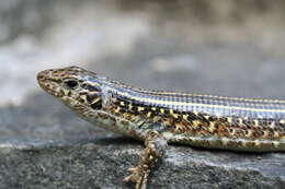 Image of Ornate Girdled Lizard