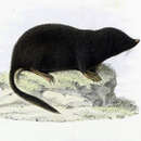 Image of Long-tailed Mole