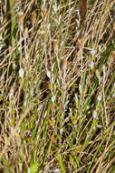 Image de Helichrysum filicaule Hook. fil.