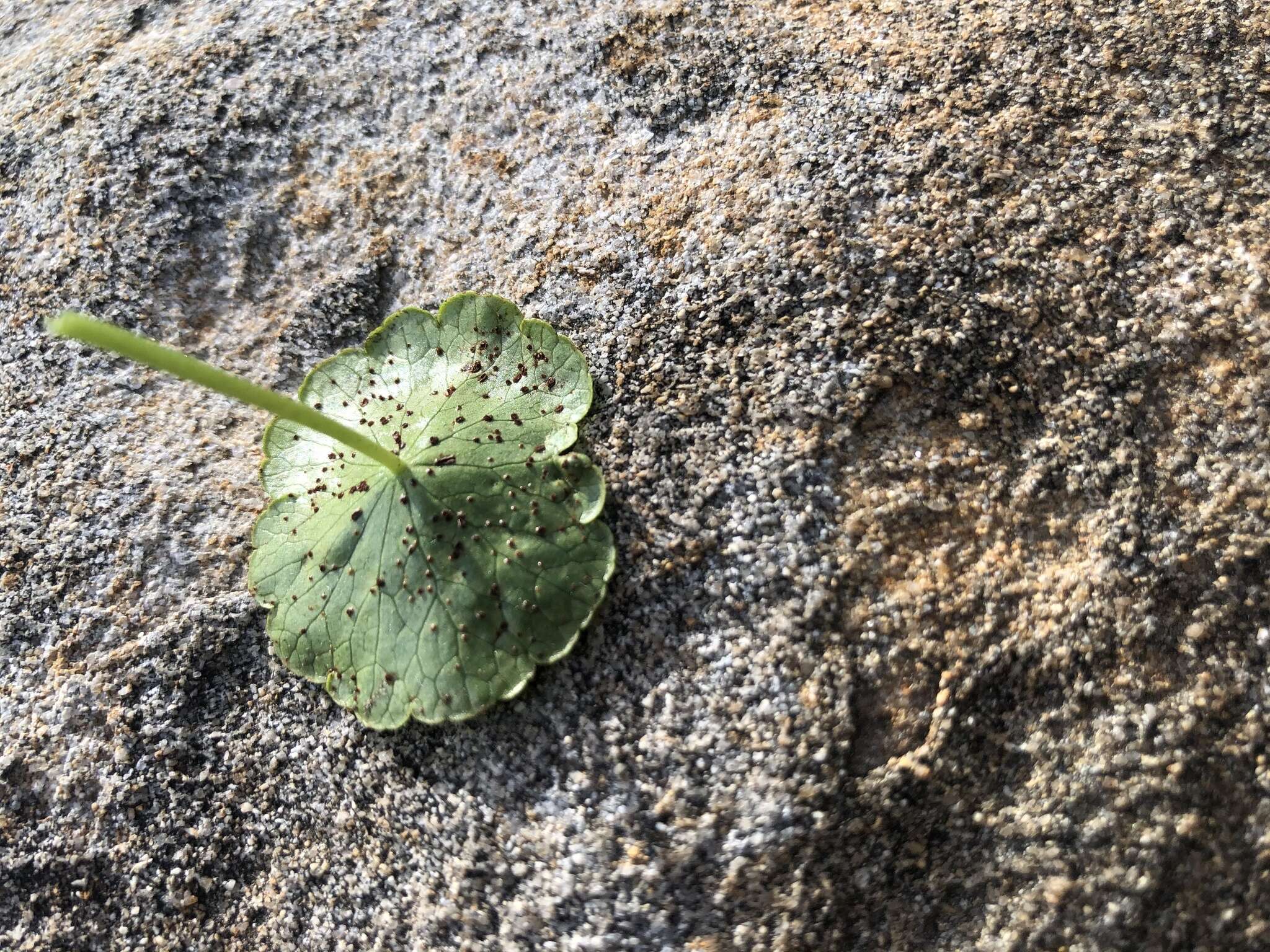 Image de Puccinia hydrocotyles (Mont.) Cooke 1880