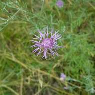 Image of spotted knapweed