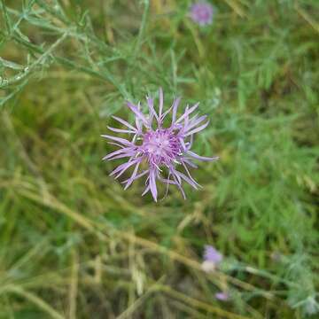 Image of spotted knapweed