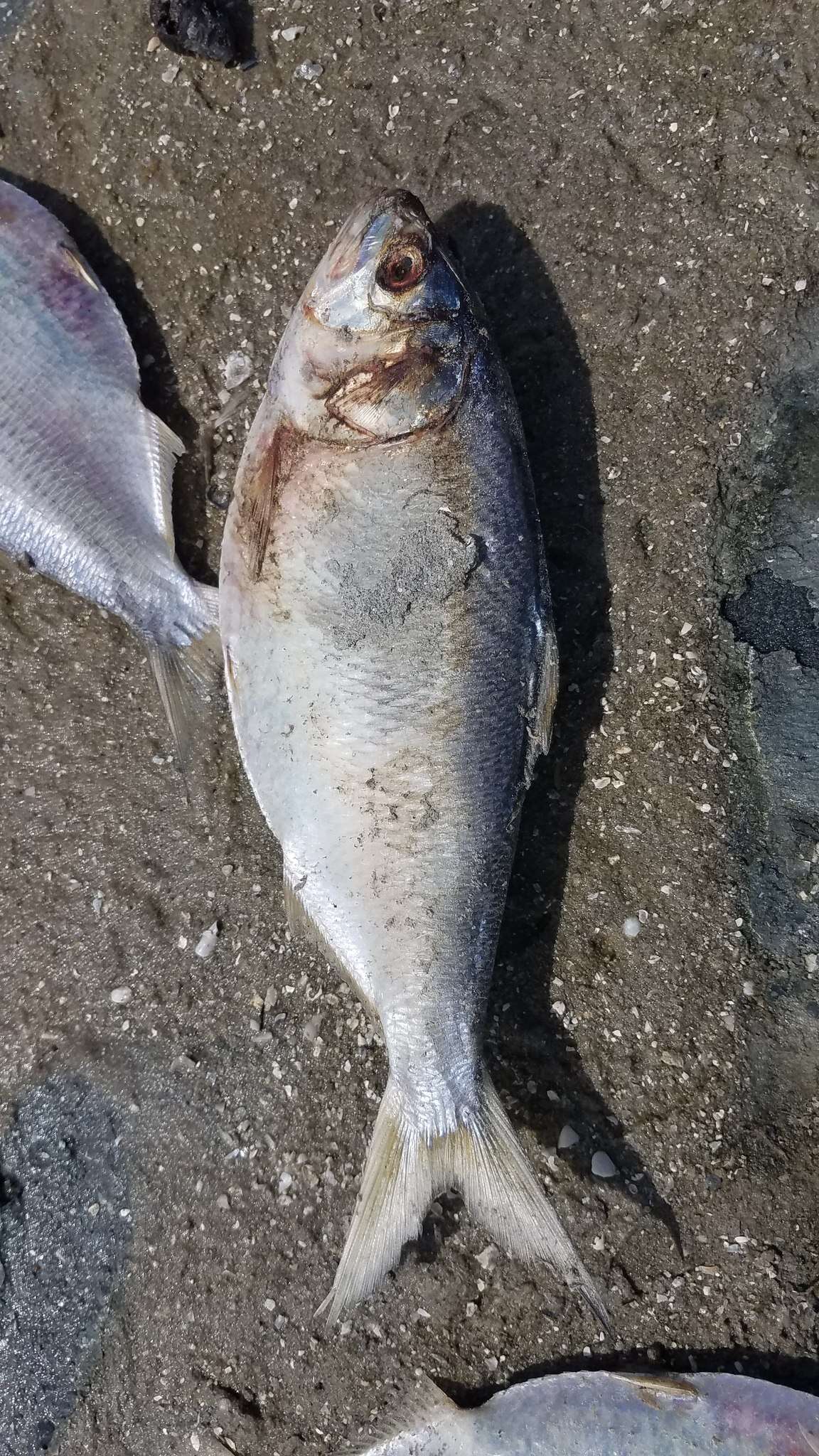 Image de Menhaden écailleux