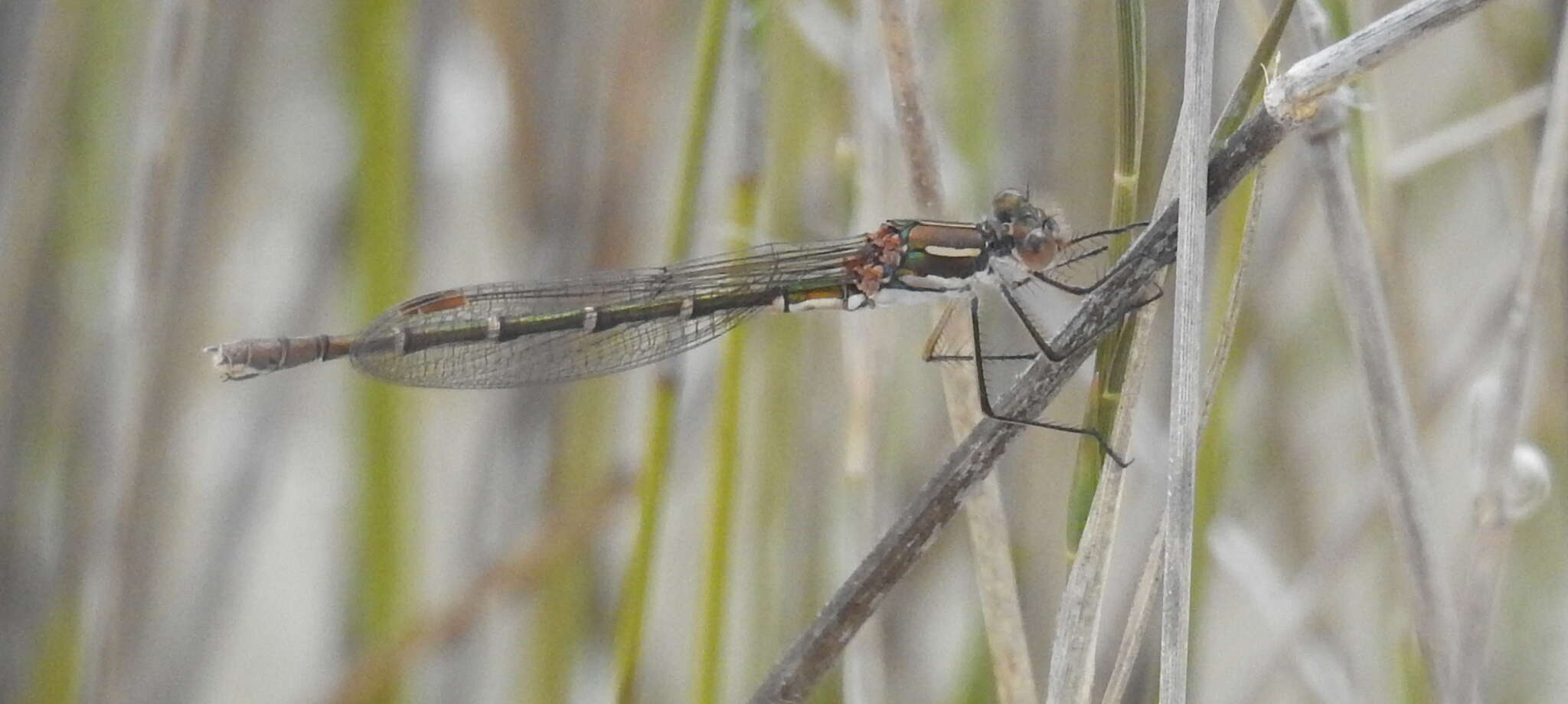 Imagem de Austrolestes psyche (Hagen ex Selys 1862)