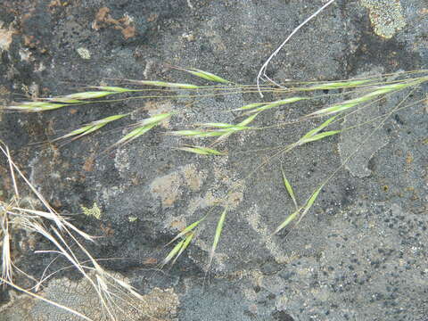 Image of North Africa grass