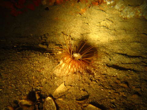 Image of ceriantharian anemones