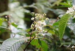 Image of Begonia cooperi C. DC.