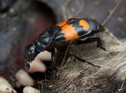 Image of Boreal Carrion Beetle