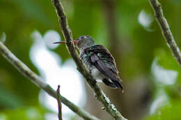 Image of Glittering-throated Emerald