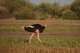 Image of North African ostrich