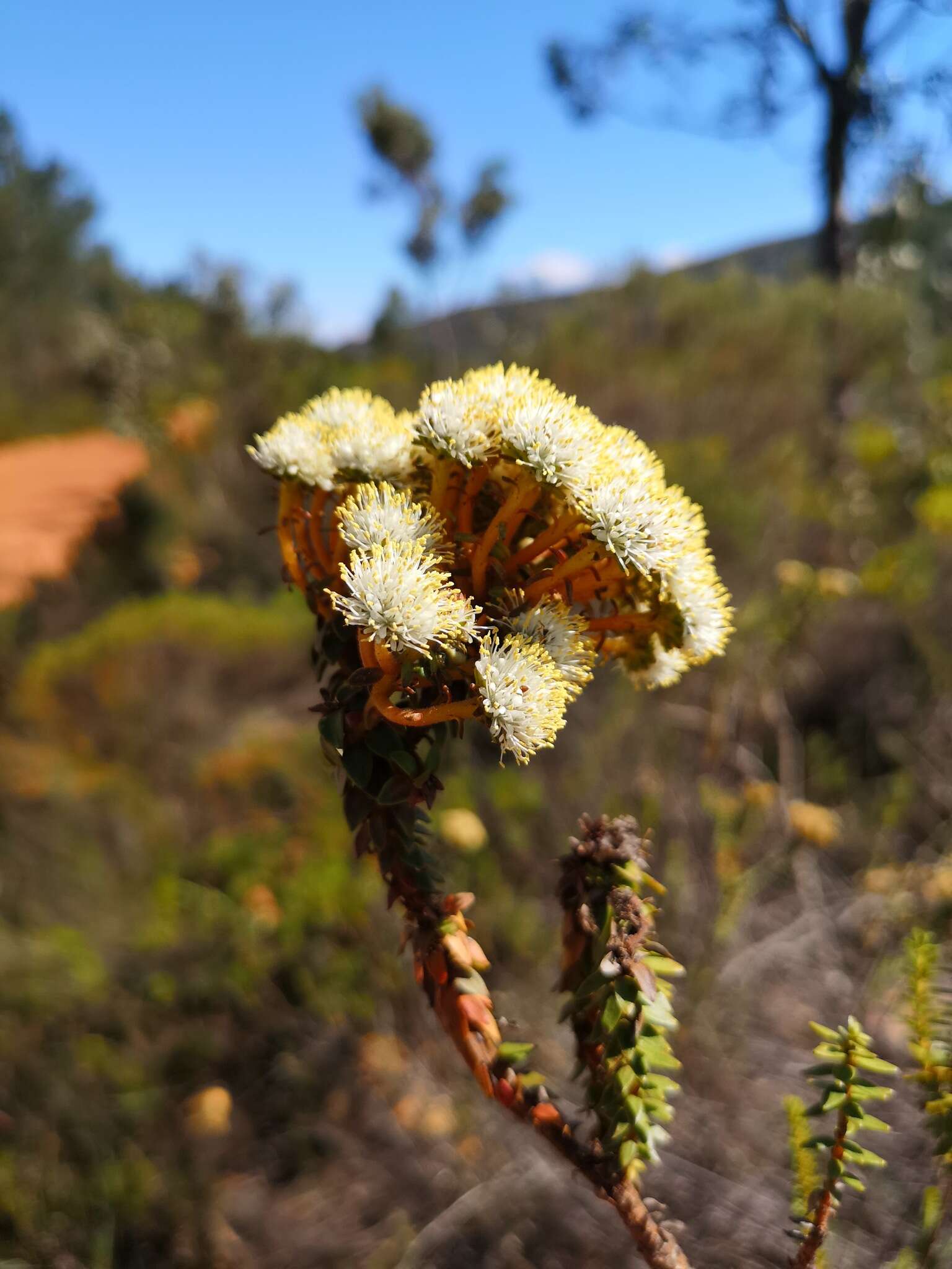 Image of Berzelia cordifolia Schltdl.