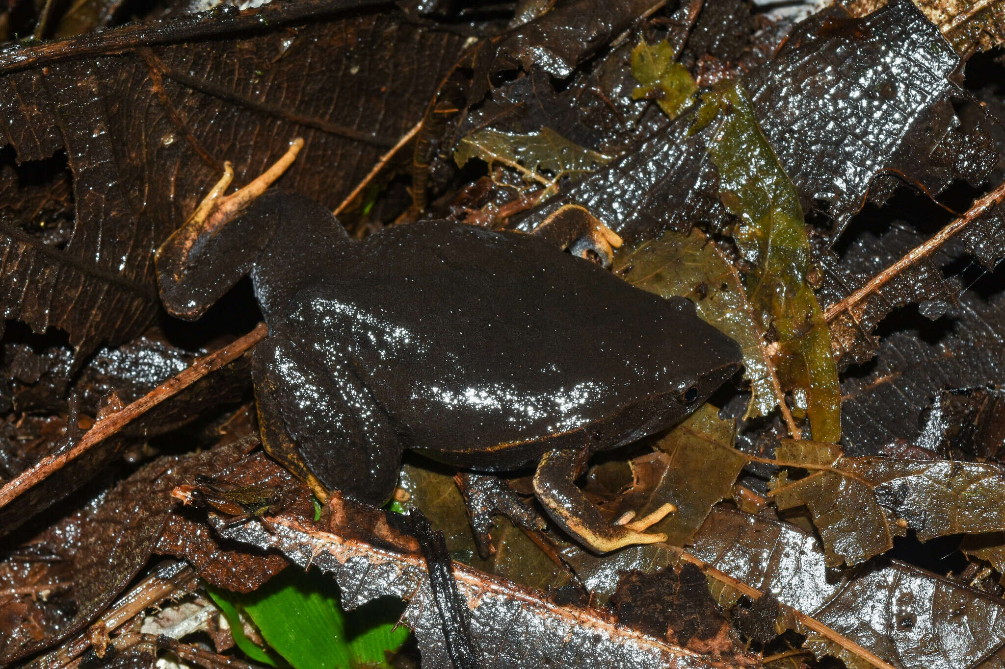 Image of Southern Narrow-mouthed Toad