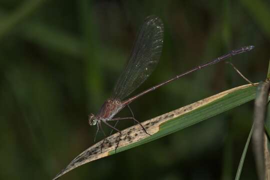 Image of Glistening Demoiselle