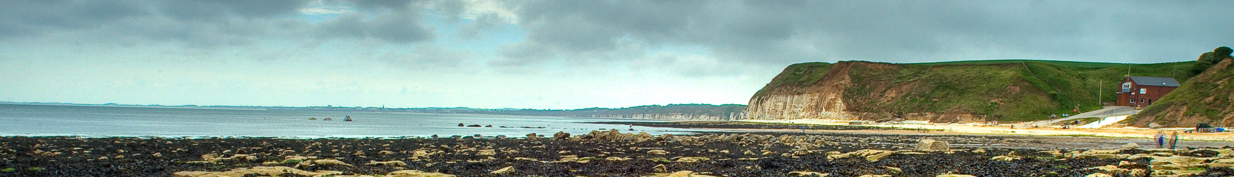 Image of Bladder Wrack