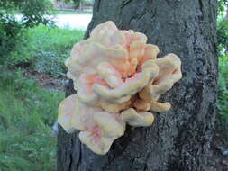 Image de Polypore soufré