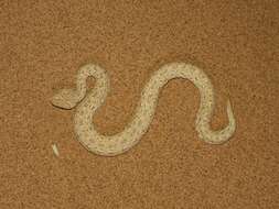 Image of Dwarf Puff Adder