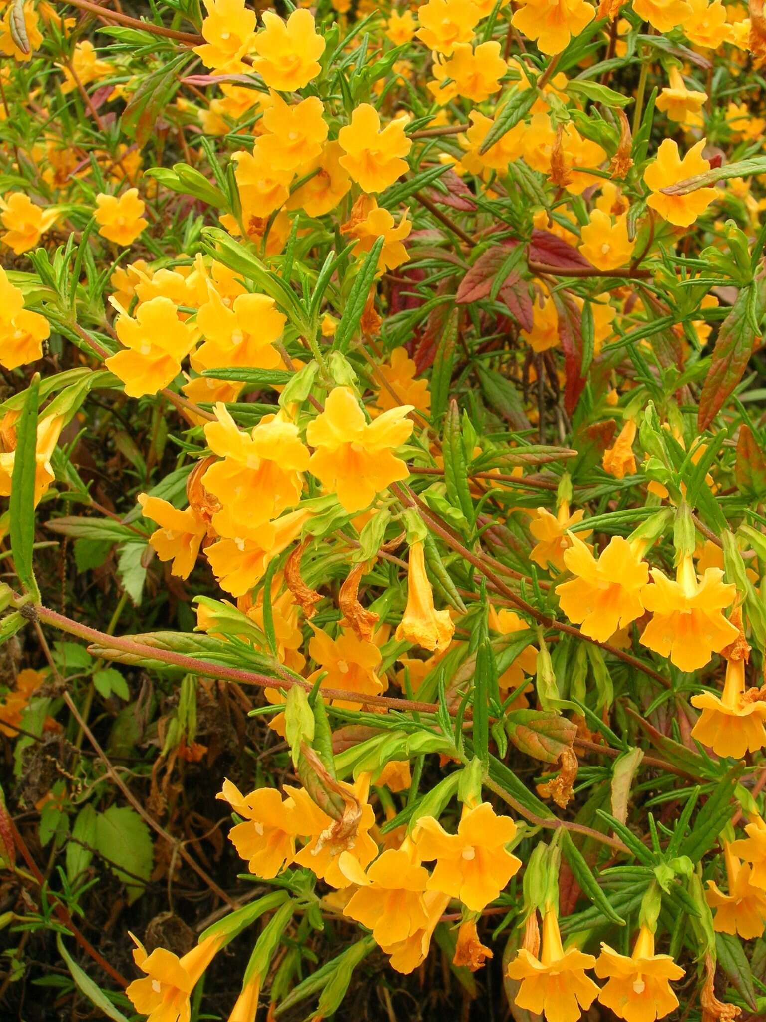 Image of Orange Bush-Monkey-Flower