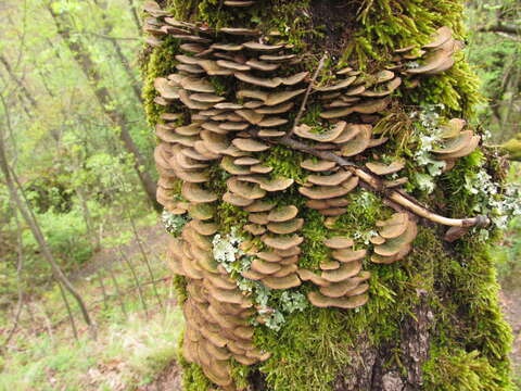 Image of Trichaptum biforme (Fr.) Ryvarden 1972