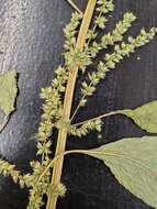 Image of Amaranthus tuberculatus (Moq.) Sauer