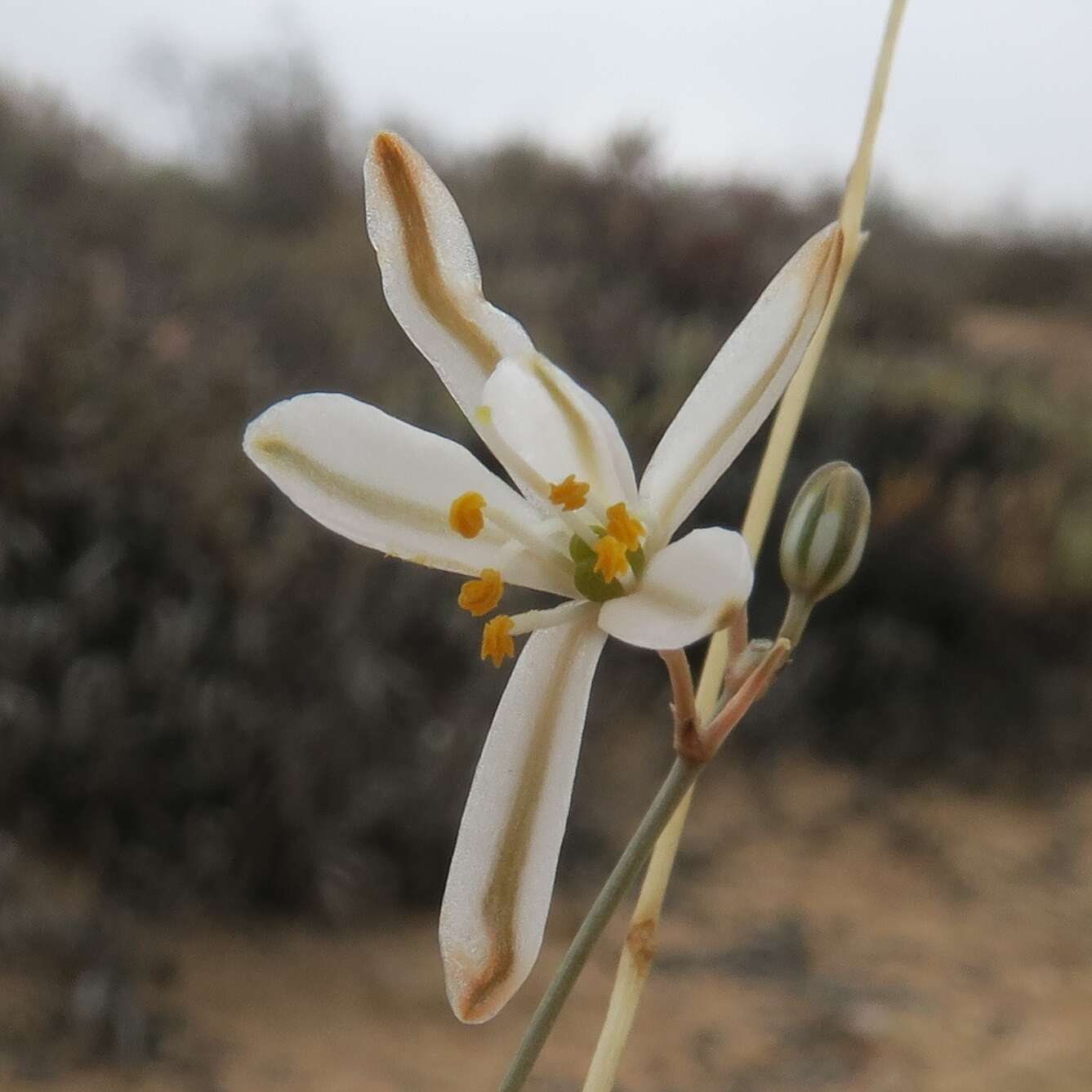 Image of Chlorophytum asperum