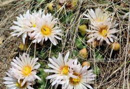 Imagem de Coryphantha ottonis (Pfeiff.) Lem.