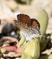 Image of Eastern Pygmy- Blue