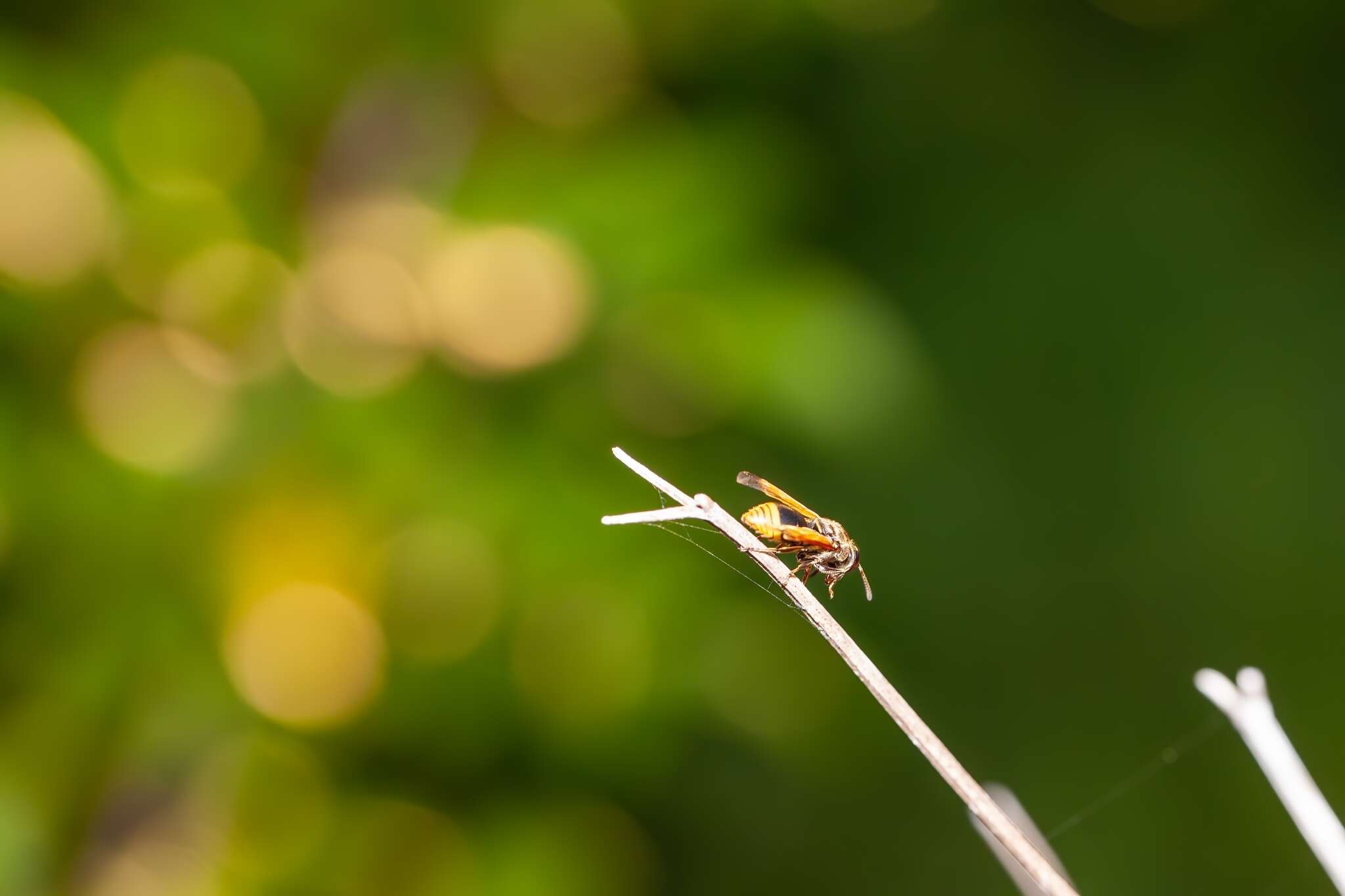 Image of Keyhole Wasp