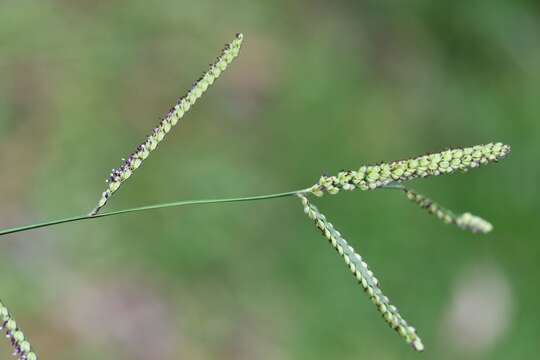 Paspalum chiapense Sánchez-Ken的圖片