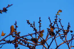 Imagem de Ficus aurea Nutt.