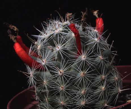 Image of Cochemiea boolii (G. E. Linds.) P. B. Breslin & Majure