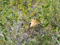 Image of Rufous-tailed Plantcutter