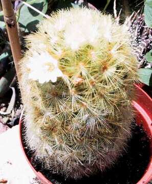 Image of Mammillaria carmenae Castañeda