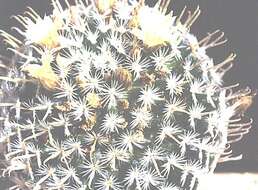 Image of Mammillaria duwei Rogoz. & P. J. Braun