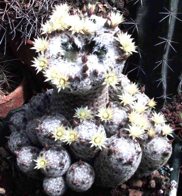 Image of Mammillaria duwei Rogoz. & P. J. Braun