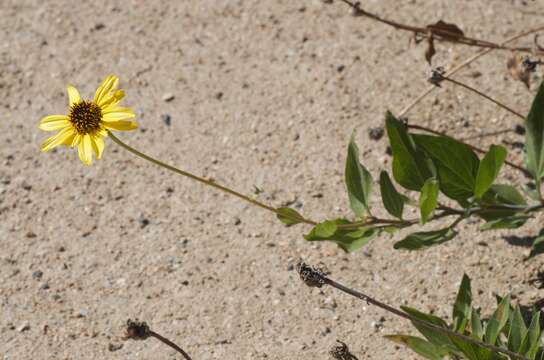 Sivun Encelia californica Nutt. kuva