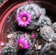 Image of Mammillaria glassii R. A. Foster